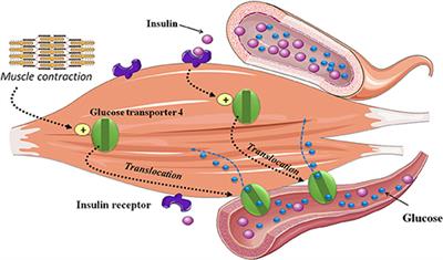 The Benefits and Limits of Technological Advances in Glucose Management Around Physical Activity in Patients Type 1 Diabetes